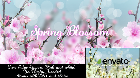 Spring Blossom Image